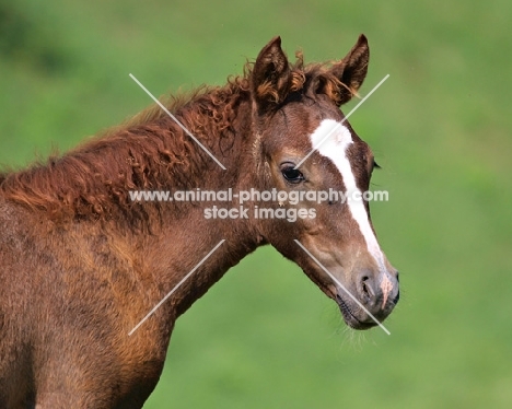 brown and white Holstein horse against green background