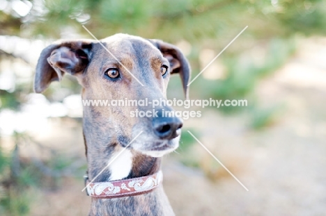 Portrait of a Greyhound x Great Dane.