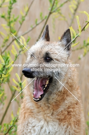 Laekenois (Belgian Shepherd), mouth open