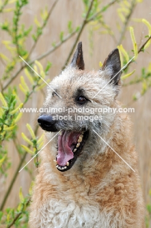 Laekenois (Belgian Shepherd), mouth open