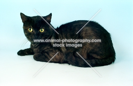 black smoke European Shorthair