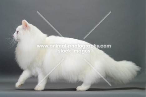 white Norwegian Forest cat strutting