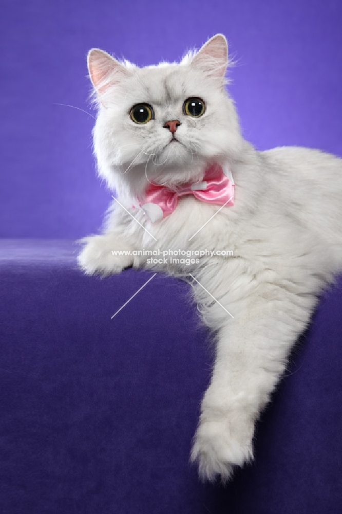 One year old Shaded Silver Persian female, medium closeup, pink bow around neck