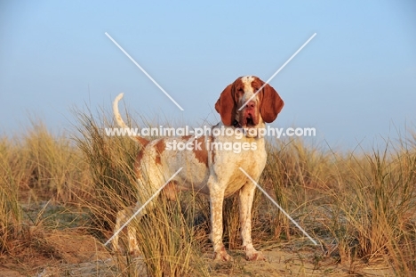 Bracco Italiano (Italian Pointing Dog)