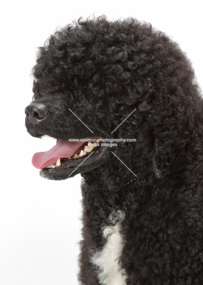 Australian Champion Portuguese Water Dog, hair covering eyes