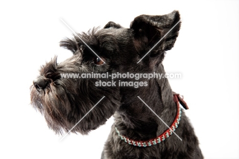 Miniature Schnauzer in studio, ears up