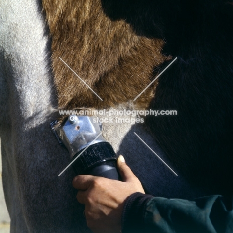 clipping a horse