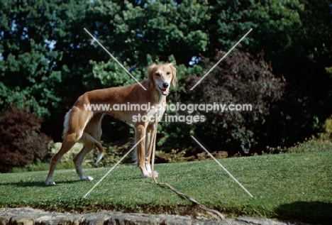 saluki standing on lawn with lead