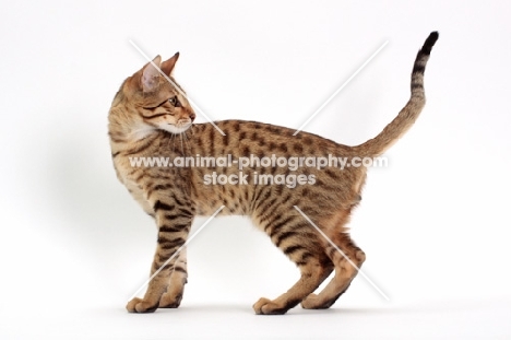 male Savannah cat on white background, standing 