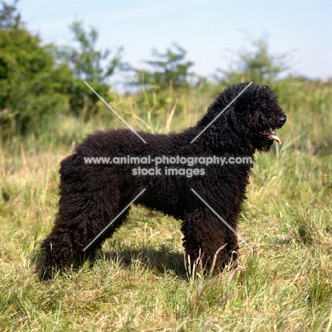  calypso noir des marccages, barbet standing in grass