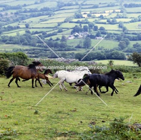 group of Dartmoor mares and foals cantering across field