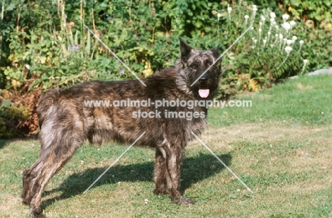 Bouvier des Ardennes, side view