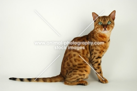 brown spotted bengal sitting on white background