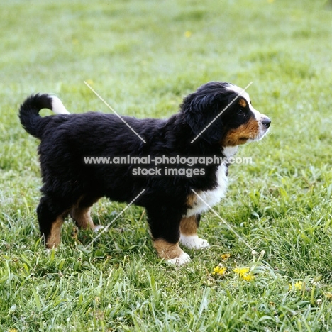 bernese mountain dog pup standing