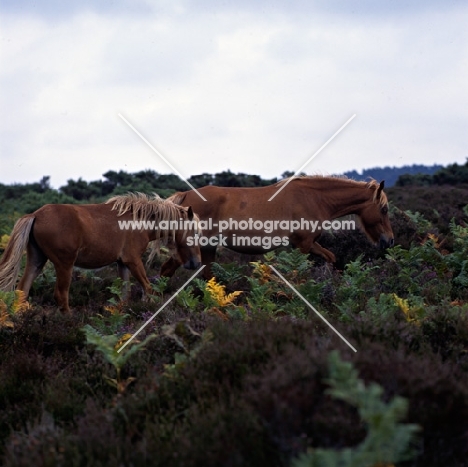 two new forest ponies walking
