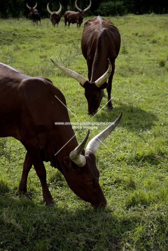 two ankoles grazing