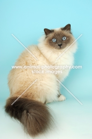 blue point Birman cat in studio, sitting down
