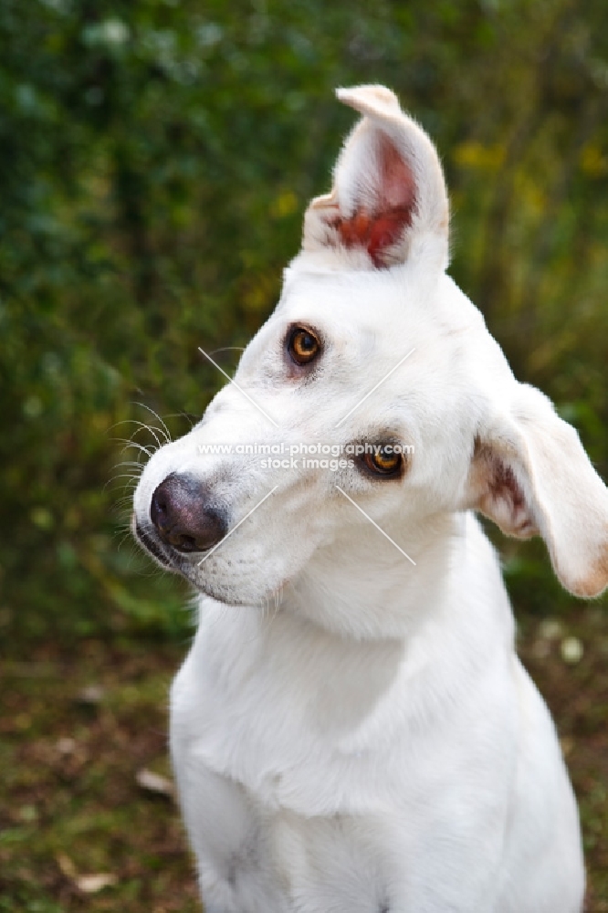 German Shepherd Cross