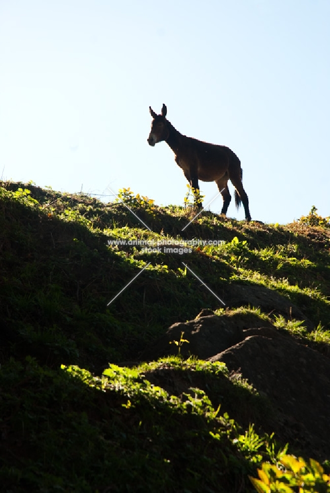 donkey standing on a hill, silhouette