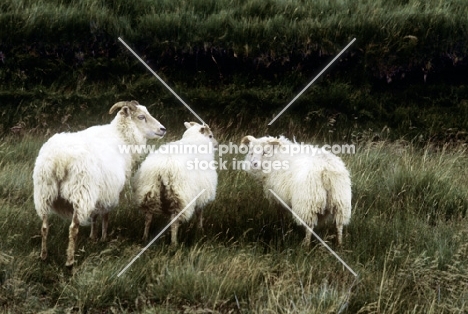iceland sheep in iceland