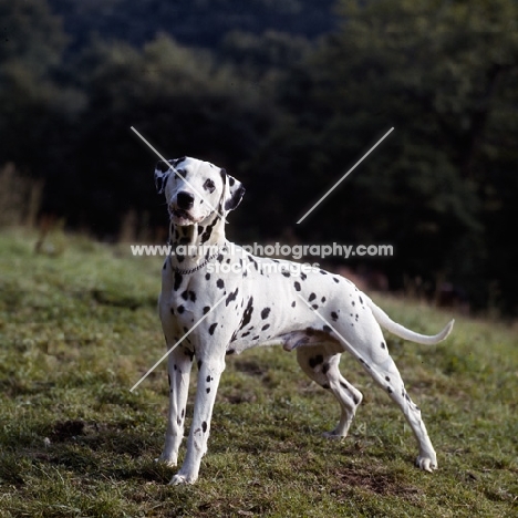 dalmatian standing in a field