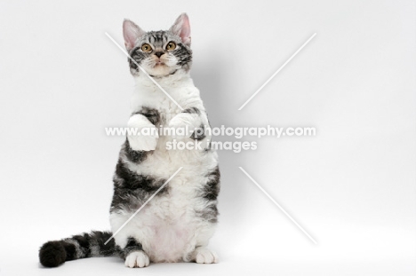 American Wirehair cat, Silver Classic Tabby & White coloured, standing on hind legs
