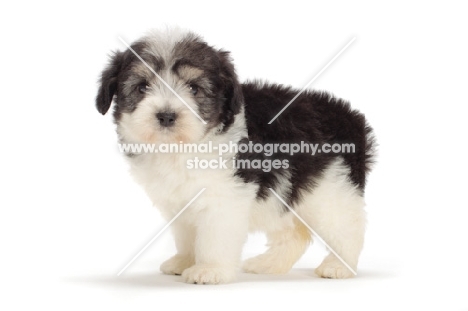 Polish Lowland Sheepdog puppy