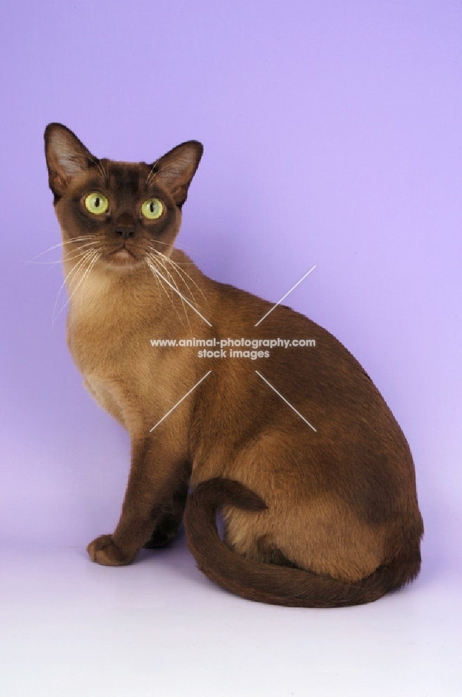 chocolate burmese cat sitting on purple background