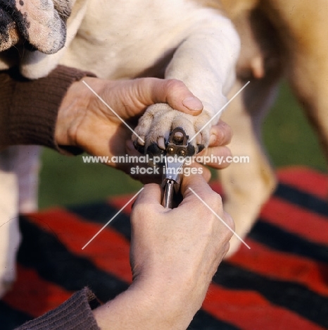 bulldog having nails clipped