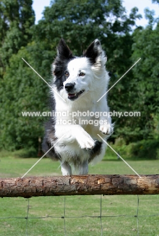 Border Collie jumping fence