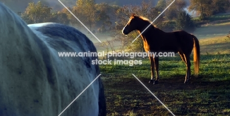 Horses in field