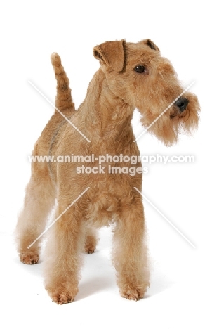 Red Grizzle Lakeland Terrier, Australian Grand Champion multi best in show winner