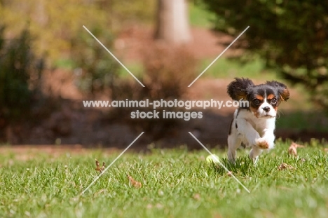 young Cavalier King Charles spaniel running in grass