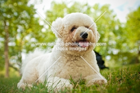 Bichon Frise lying down on grass