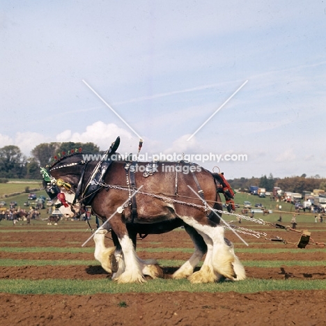 two Clydesdales in harness at ploughing competition