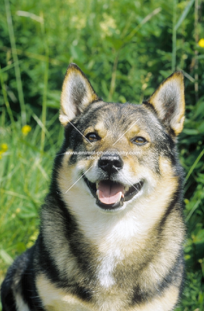 Swedish Vallhund small working dog