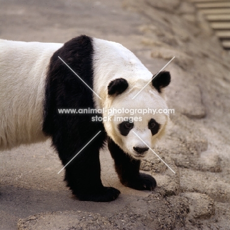giant panda looking at camera