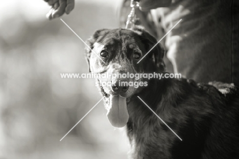 black and white portrait of a happy harlequin Beauceron puppy
