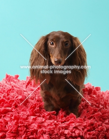 Dachshund in studio