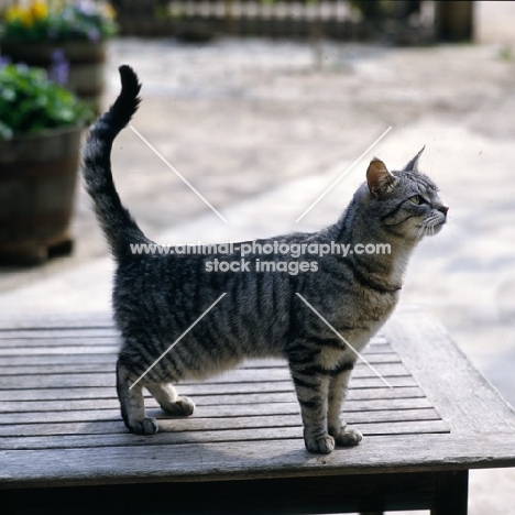 feral x cat, ben, standing on a table