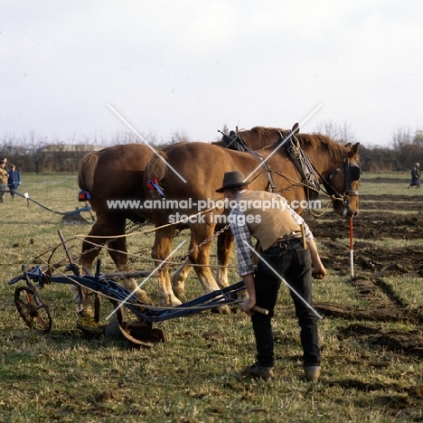 suffolk punch horses turning in ploughing competition at paul heiney's farm  