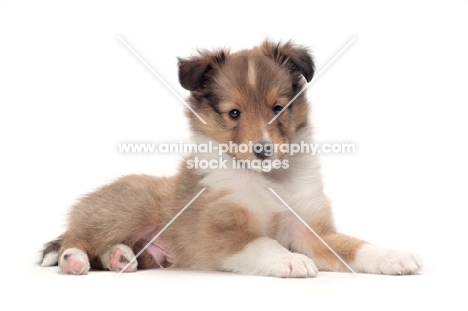 Shetland Sheepdog puppy in studio