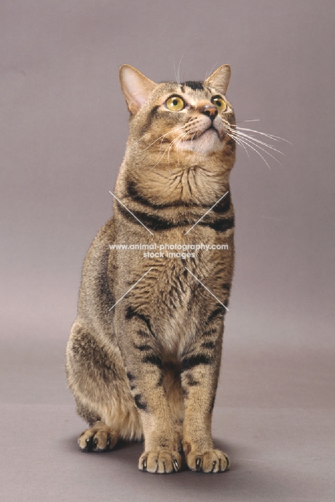 Wild Abyssinian looking up