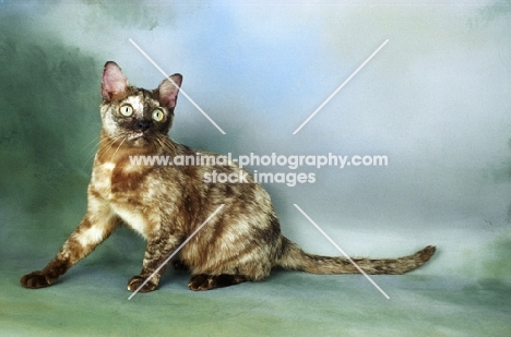 Asian, Chocolate Tortie Smoke colour