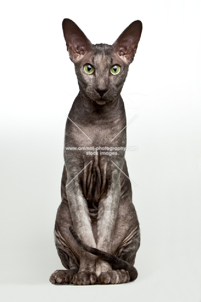 peterbald cat with very intense look straight at camera, perfect posture