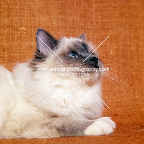 birman cat, blue point looking up