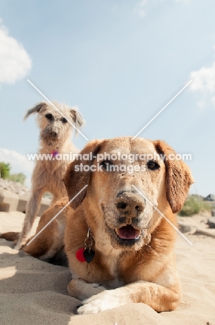 two mongrel dogs on beach