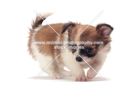 cute longhaired Chihuahua puppy on white background, looking down