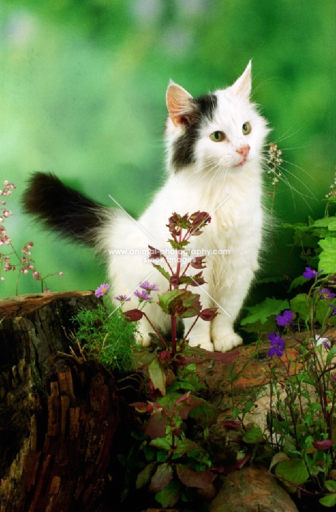 black and white household kitten