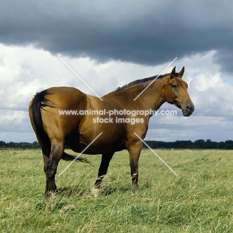 Holstein Old Type mare  standing in field